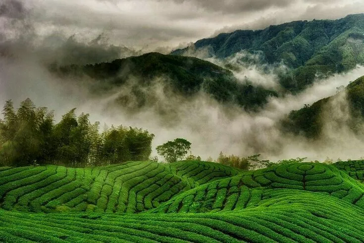 Munnar Kerala Packages from Mumbai